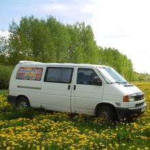 Одуванчики